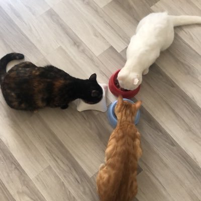 kedi annesi - hayvansever -