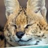 ServalEveryHr's profile picture. All Images belong to their respective Owners. Totally a Bot. 
@RedPandaEveryHr / @FennecEveryHr. For Problems serval@janniqz.moe