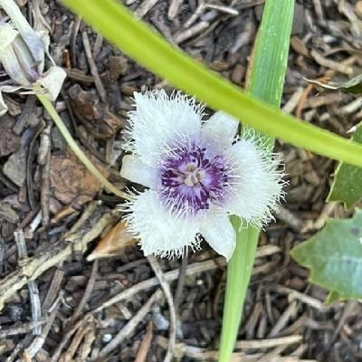 shannynmaree's profile picture. 