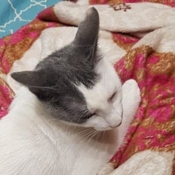 Phsyco_Noodle's profile picture. Hey, I'm Hannah and I'm weird :)
FOLLOWING EVERYONE WHO FOLLOWS ME BACK!