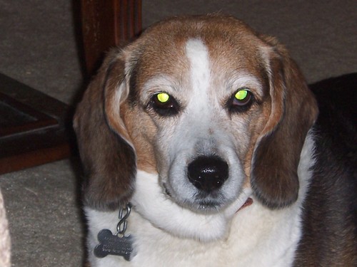 beaglewolf1's profile picture. 