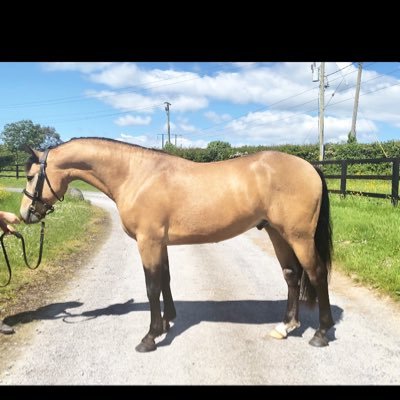 Producing top quality Connemara ponies.
Based in Dublin, Ireland.
Please PM for any information.