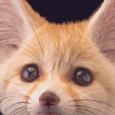 Fennec Every Hour!