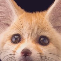 Fennec Every Hour!(@FennecEveryHr) 's Twitter Profile Photo