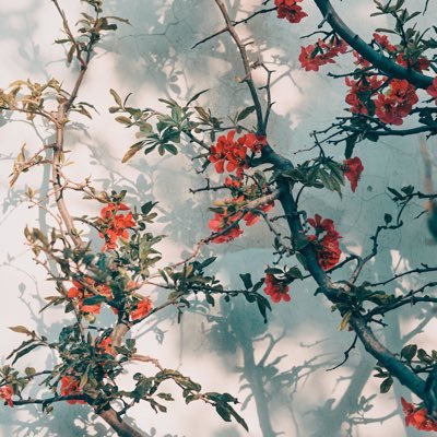 salmazadjali's profile picture. PhD student @UCLIRDR | MSc Applied Meteorology and Climatology | Mathematician