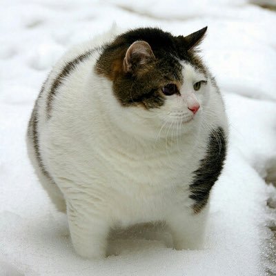ごえもんさんのプロフィール画像