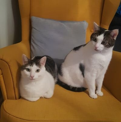 Two house cats looking to connect with like minded felines