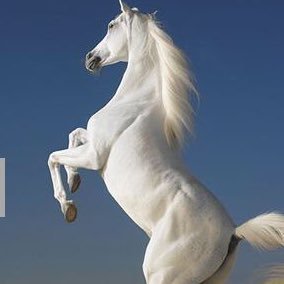 ffsfaisal's profile picture. 