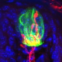 Robin Krimm (@krimmlab) 's Twitter Profile