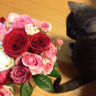 riri_shan00's profile picture. 🌹🐈‍⬛←ｱｲｺﾝ🐈🐢/宮城県🍣市⇄山形県🦢市⇄宮城県🎋市/むすび丸/ほや伝道師/Feel green! /伊達武将隊🌙 2024👉🏻美術館MHカード◯たまにガンプラ𝕏 11＋mini5×2＋Nikon＋pc/ 🍺レイ㌠🔥