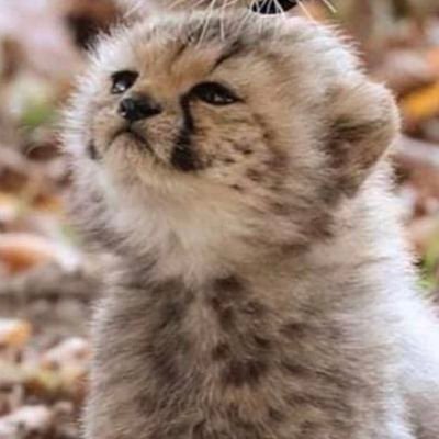 키위さんのプロフィール画像