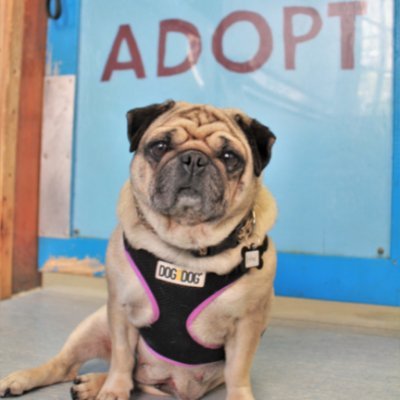 Muttville #SeniorDogRescue helps #seniordogs through foster, education, and #rescue — because it's never too late for a new beginning. #AdoptDontShop