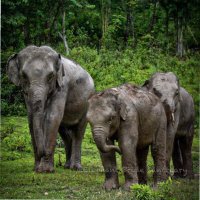 Elephant Pride Sanctuary(@pride_sanctuary) 's Twitter Profile Photo