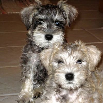 🇺🇸 🐾Cookie & 🌈Angel Muffin🐾 🇺🇸 Profile