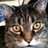 Crazycat161's profile image