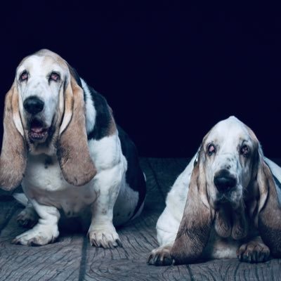 Adventures in Dorisland. Basset hound slave to Bertie & Sally🌈