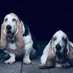 Company of Hounds (@companyofhounds) Twitter profile photo Company of Hounds (@companyofhounds) Twitter profile photo