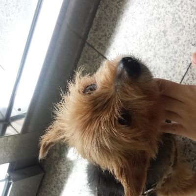 https://t.co/41LUZqKmzM 近期忍たま沼。土井半助中心/主利土/五年/雜多/🇹🇼中英日文使用/日本語勉強中。無断転載,使用,AI学習禁止🚫