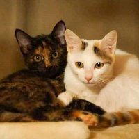 みゆねこ🌈ねねかかさん旅立ちました (@nenetokaka) 's Twitter Profile Photo