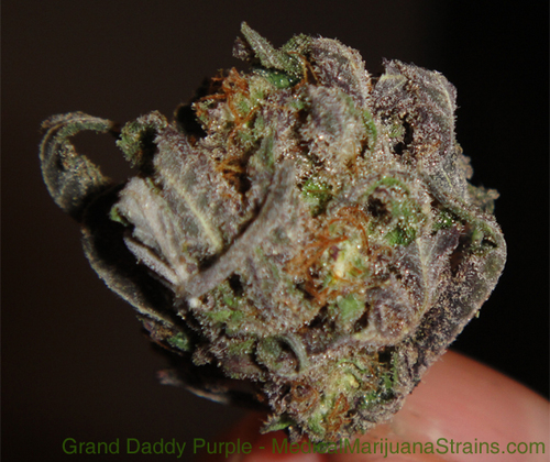 BunSpliff_Piff's profile picture. The Official Page Of Bun Spliff Crew/We Are Bun Spliff The Movement/Sports/Money/Music/Weed #TeamStreetball #TeamPiffUnit #TeamFleeBoys #TeamFollowBack