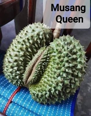 SPsngestu's profile picture. 