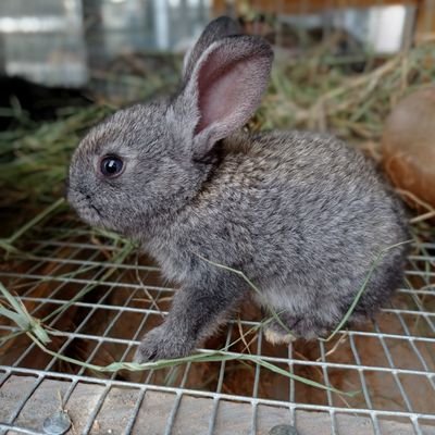 beyondapril_ng's profile picture. Female agriculturist, fashion designer in d making, Muslima