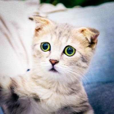 petsie fun cats corner (@mypetsie) | Twitter