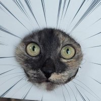 にこちゃまちゃんぬる (@kawaii_nekoniko) 's Twitter Profile Photo