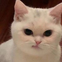 MooJA (@mooja_jj) 's Twitter Profile Photo MooJA (@mooja_jj) 's Twitter Profile Photo