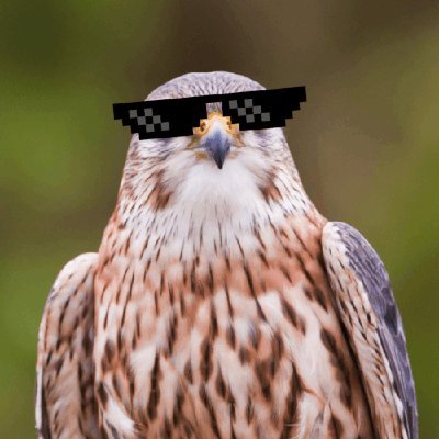 harkaj33's profile picture. Twitter is cancer so I don't really check it