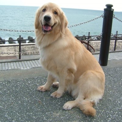 Papiko_voov's profile picture. 