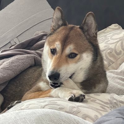 RareMANNA's profile picture. doge owner (before it was cool)| buyside equity analyst | addicted to 5-team parlays | #TTP