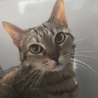 Gemma Loro (@lorogemma) 's Twitter Profile