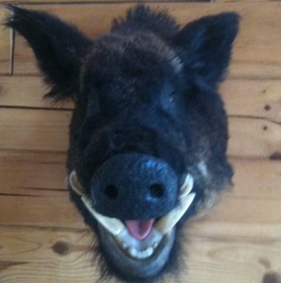 _WhatElseIsOn's profile picture. Channel surfing, t.v. junkie. If it's mind numbing I'll watch it. My standards are very low when it comes to my viewing preferences. I'll watch anything really.