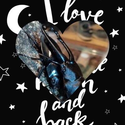 Love stag & rhinoceros beetles
🚗:LEVORG 2.0GT-S I recommend searching for 「ジャグリング」 or 「juggling」 on my X account.Enjoy!🤹♀