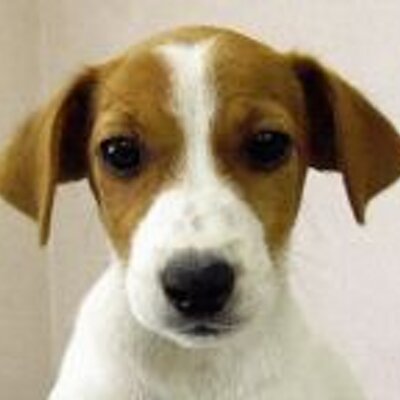 ningentoinu's profile image