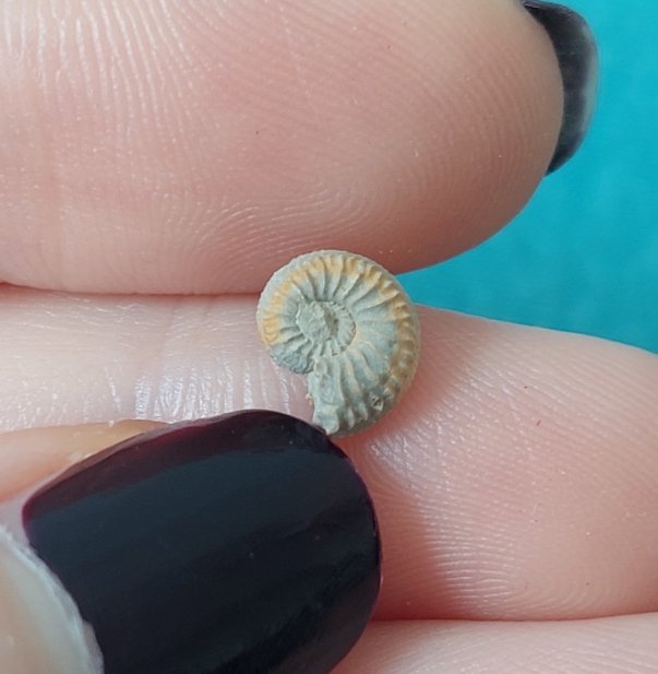 thedinolass's profile picture. Biologist and palaeontologist.
Theropod dinosaurs are my passion, with dromaeosaurids and tyrannosaurids in firm possession of my heart.