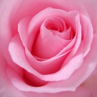 Pallavi (@pallavi23697896) 's Twitter Profile