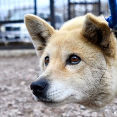 シュガーしんやさんのプロフィール画像