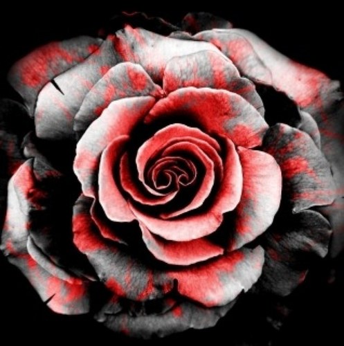 italiabmw86's profile picture. i do what i want when i want n dont give a fuck! This is my life n its about time i live it! i pay my own way dont need you!