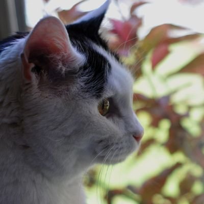 Joyceさんのプロフィール画像