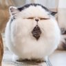 pechanko_bocco's profile picture. Living with 3 Exotic cats in 🇯🇵 3匹のエキゾチックショート／ロングヘアとゆるく暮らしています 𓃠ぼっこ/bocco: ♂6.26.2016 𓃠ずー(息子)/zuu: ♂8.21.2017 𓃠ぷっ(父)/Mr. P: ♂12.29.2015 ✉️はInstagram 👇