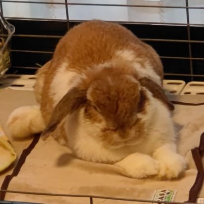 marimo_FMS's profile picture. FMS 7th　mrs研→fkc研→kougaku研→fkc研→ゲーム会社
ゲームと配信とコスメで生きてる