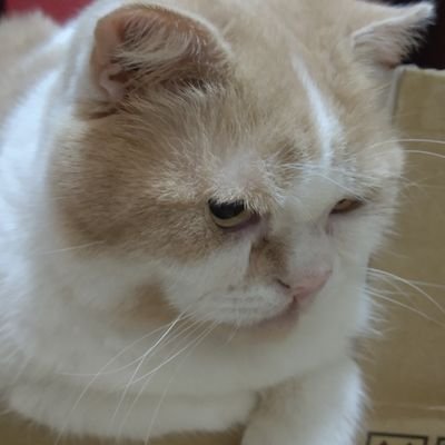 Goondaisu's profile picture. スポーツ観戦全般   近場で緩くライブ観戦派  東海地区に出没  ネコと嫁さんと暮らすポンコツサラリーマン  元男子バレー部員