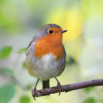 Bridmcgee71Bmg's profile picture. Freedom of speech