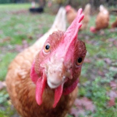 HelenEnsor's profile picture. Full-time mum, part-time post-grad classics student, knitter, crocheter & sewing nut. City girl now living the dream in rural Suffolk.