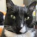 🐾Trixie Cat🐾 (@beatrixann1) Twitter profile photo 🐾Trixie Cat🐾 (@beatrixann1) Twitter profile photo