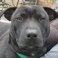 Rolo The Staffy (@rolothedog6) 's Twitter Profile