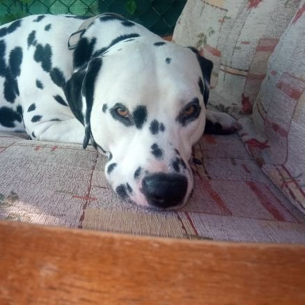 A happy go lucky teenage Dalmatian boy