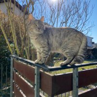 Nedret Caliskaner (@nedretcaliskan1) 's Twitter Profile